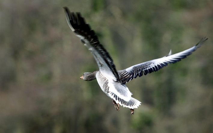 Watervogels veroveren Biesbosch. Foto ANP