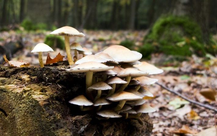 RIJSWIJK – In het Nationale Park Drents Friese Wold is op twee plaatsen de zeer zeldzame zwarte bekerzwam ontdekt. Dat heeft de Nederlandse Mycologische Vereniging woensdag laten weten in een melding op Natuurbericht.nl. Het is volgens de zwammendeskundig