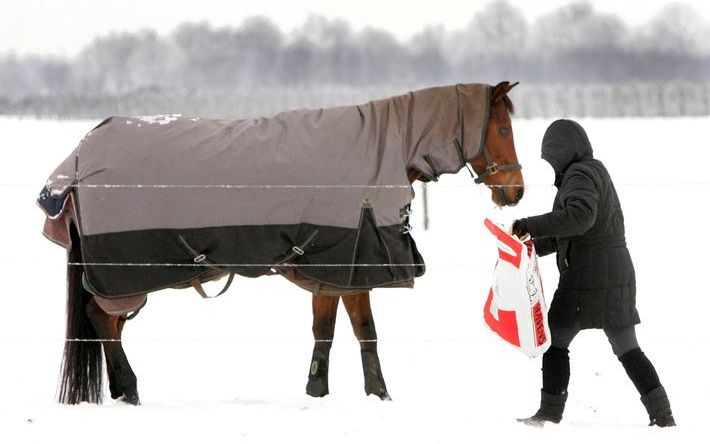 De Dierenbescherming maakt zich zorgen over het welzijn van paarden. foto ANP