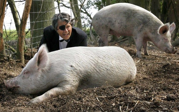 Er is te weinig controle op de naleving van regels over dierenwelzijn in de bio-industrie, schrijft de Algemene Rekenkamer in het rapport „Duurzaamheid intensieve veehouderij”. Foto ANP