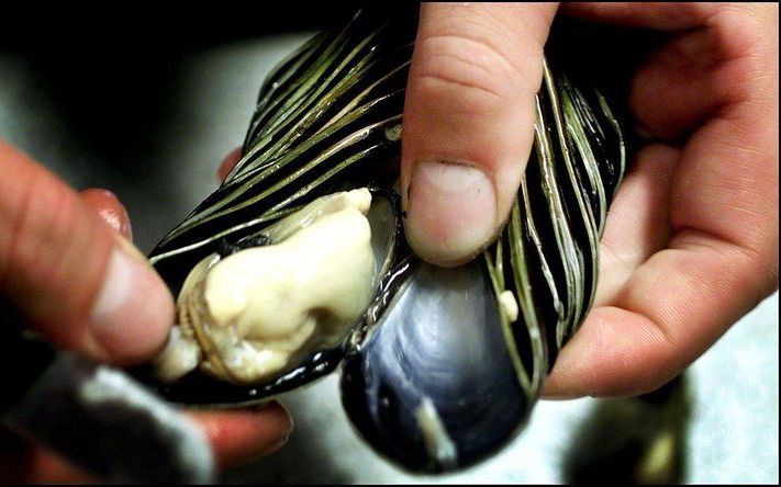 Nederland mag geen aparte vergunning meer eisen voor het uitzaaien van buitenlandse oesters en mosselen in de Waddenzee en Oosterschelde. Het Europees Hof van Justitie heeft dat donderdag bepaald. Foto ANP