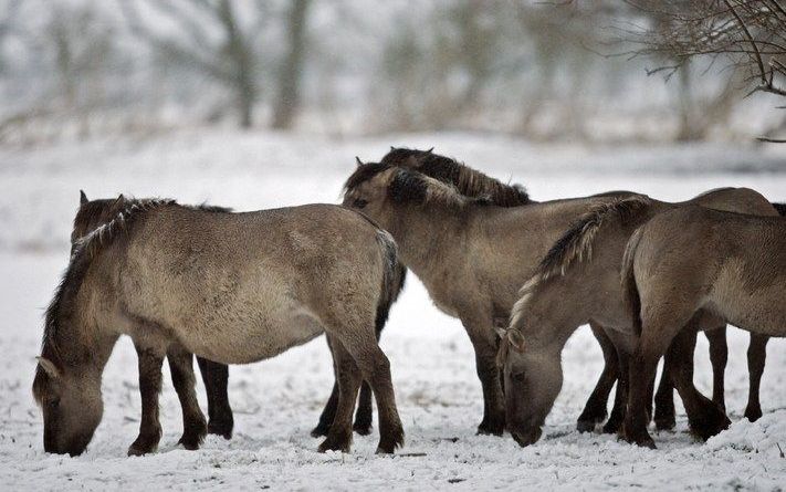 ALMERE - Een groep konikpaarden dat is overgestoken zoekt zondag naar voedsel in de sneeuw, in een bosperceel nabij Almere-Buiten. Foto ANP