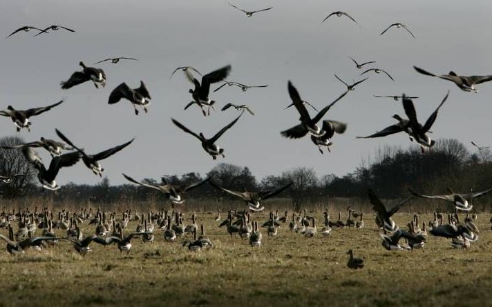 Ganzen in de provincie Overijssel zijn hun leven in de winter niet meer zeker. De Faunabeheereenheid wil de vogels niet alleen in de zomer bejagen, maar ook in de winterperiode. Staatsbosbeheer, Natuurmonumenten en Vogelbescherming Nederland zijn het daar