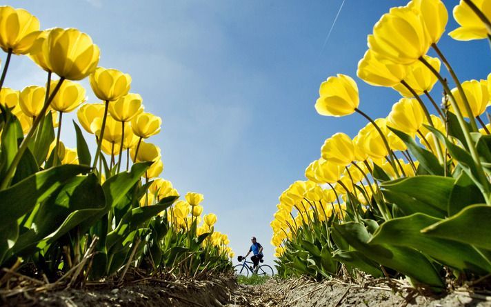 AALSMEER – Tulpen doen het dit jaar goed tijdens de paasdagen en vooral de gele gingen de afgelopen dagen van de hand, blijkt zaterdag uit cijfers van FloraHolland. Foto ANP