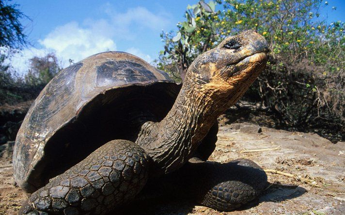 PEKING – In het noordoosten van China is een schildpad opgedoken die rookt en verslaafd is aan nicotine. Dat heeft staatspersbureau Xinhua donderdag laten weten. De schildpad is het huisdier van een man genaamd Yun, die zelf ook rookt. Foto EPA