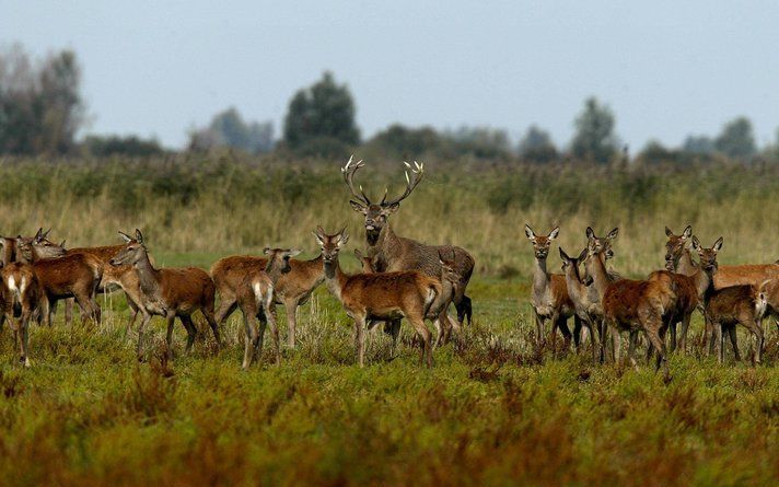 De bronsttijd van de edelherten in Nationaal Park De Hoge Veluwe trekt veel bezoekers. De dagelijkse excursies naar de burlende herten zijn al weken volgeboekt. Dat meldde de directie van het nationaal park donderdag. Foto ANP