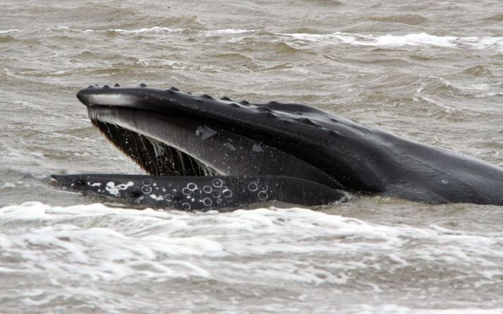 TOKIO - Aan het begin van het jachtseizoen is donderdag onduidelijkheid ontstaan over het aantal bultrugwalvissen dat Japanse vissers mogen vangen. Donderdagmorgen meldde het Japanse Visserij Bureau dat de jacht op vijftig bultruggen niet doorgaat. Later 