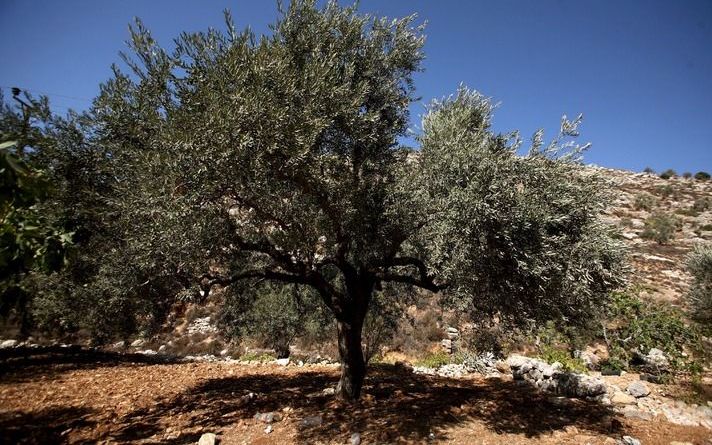 HERAKLION – Wetenschappers gaan honderden olijfbomen op het Griekse eiland Kreta proberen te redden. Foto EPA