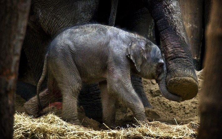 AMERSFOORT – In Dierenpark Amersfoort is dinsdagochtend een olifantje geboren. Het dier kwam ter wereld in het gloednieuwe olifantenverblijf. Dat heeft het park dinsdag bekendgemaakt. Foto ANP