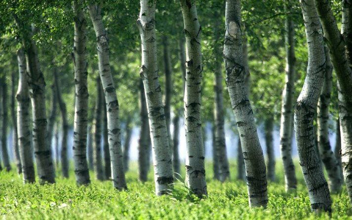 DEN HAAG – Er zijn aanwijzingen dat rijen bomen helpen om de verspreiding van de Q–koortsbacterie tegen te gaan. Dat heeft huisarts Alphons Olde Loohuis uit Herpen (Noord–Brabant) gezegd in een tijdschrift van de Gezondheidsraad. Foto ANP