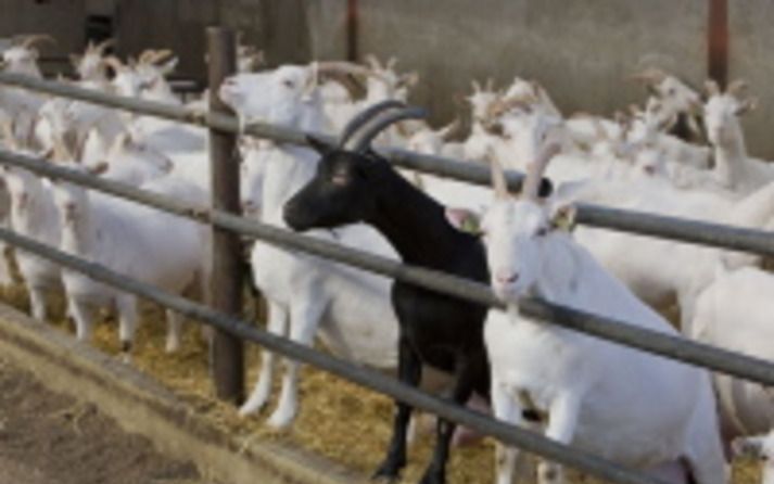 Er wordt „weer zo verschrikkelijk hyperig” gedaan over Q-koorts, vindt dierenarts G. Veldhorst uit Volkel, midden in het gebied dat het zwaarst door de ziekte getroffen is. - Foto ANP