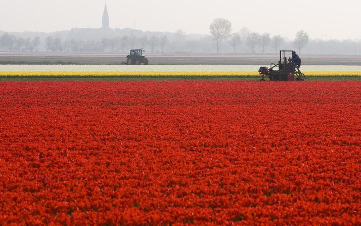 Jan Marijnissen krijgt tulp. Foto ANP