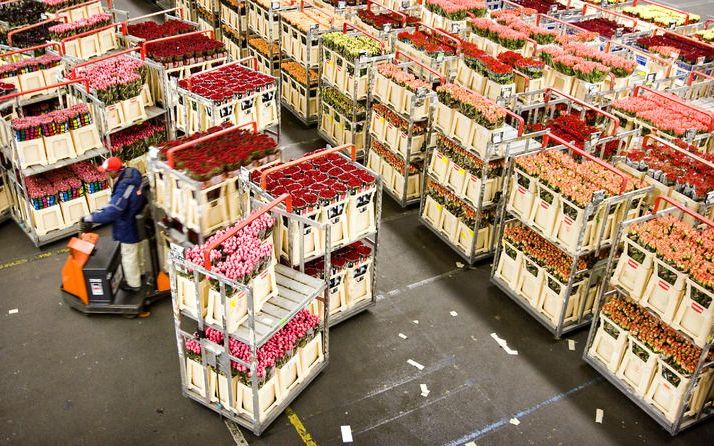 AALSMEER – Internationale Vrouwendag, maandag, is dit jaar een kassucces. Voor exporteurs van bloemen zijn de dagen in de aanloop naar vrouwendag een toptijd. Foto ANP