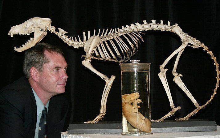 Het skelet van een Tasmaanse tijger in het Australian Museum in Sydney. Foto EPA