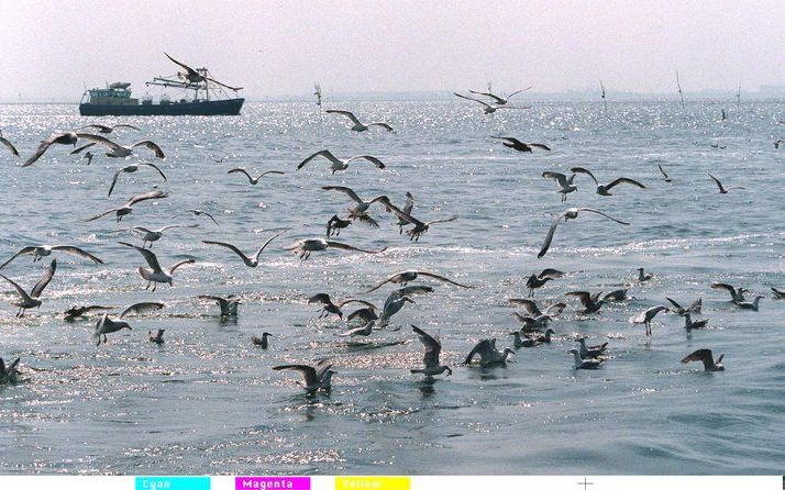 Meeuwen genieten van de vele aangespoelde zeesterren aan de Ierse kust. Foto ANP