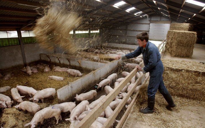 „In de dierhouderij is er altijd een spanningsveld tussen het natuurlijk gedrag van het dier en gedrag dat bevorderlijk is voor de gezondheid en het welzijn van het dier en het voedsel.”&#8194;foto ANP