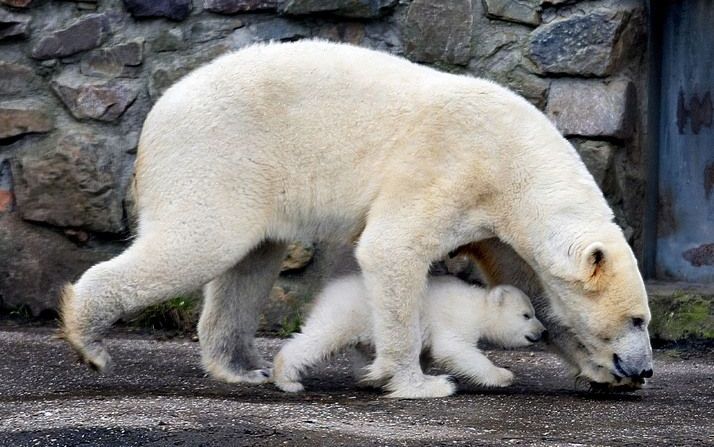 RHENEN - IJsberen in Ouwehands dierenpark. Foto ANP