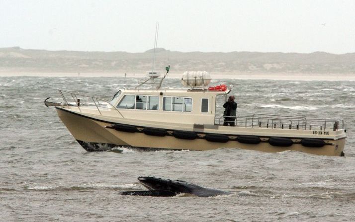 Een bootje van Rijkswaterstaat vaart naast de bultrug in het Marsdiep foto ANP