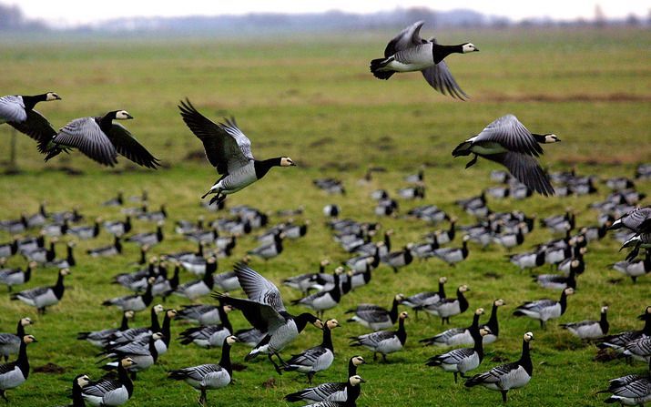 SCHIPHOL – De provincie Noord Holland kondigde deze week aan extra maatregelen te nemen om de overlast van ganzen rond de luchthaven Schiphol aan te pakken. Het aantal ganzen neemt in rap tempo toe en dat kan tot risico’s leiden voor de vliegveiligheid. B