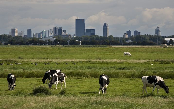 „Het kind van de rekening van de Structuurvisie Randstad 2040 is hoogstwaarschijnlijk de landbouw.” Foto ANP