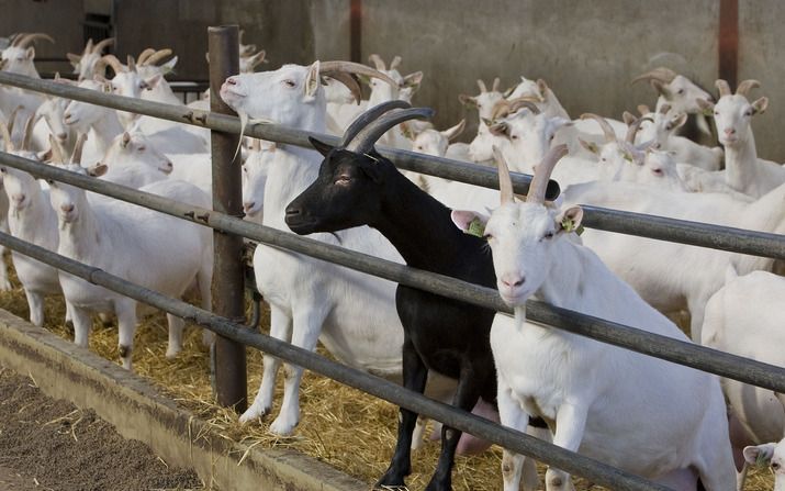 HOUTEN – Dierenartsen zijn tegen het ruimen van alle drachtige geiten op met Q–koorts besmette bedrijven om de verspreiding van Q–koorts onder mensen in te perken. Foto ANP