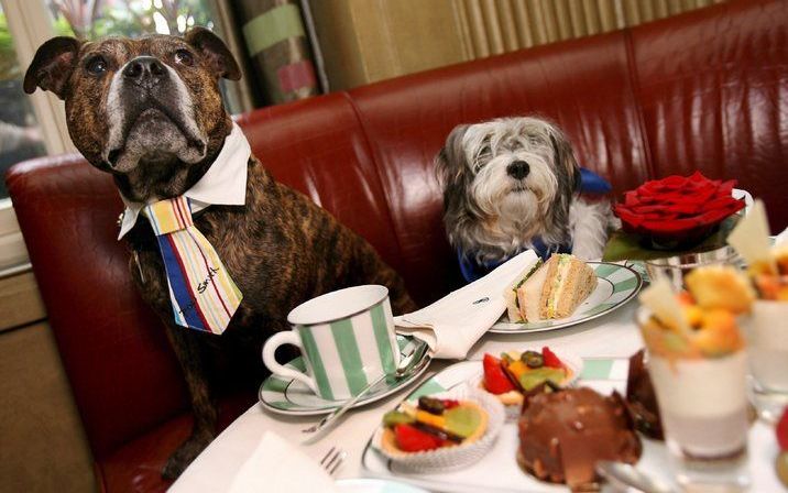 LONDEN - Dakloze honden tijdens een Tea Party voor huisdieren in Londen, 17 mei 2007. Foto EPA