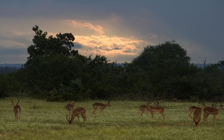 „Genocide onder Zuid-Afrikaanse boeren.” Foto EPA