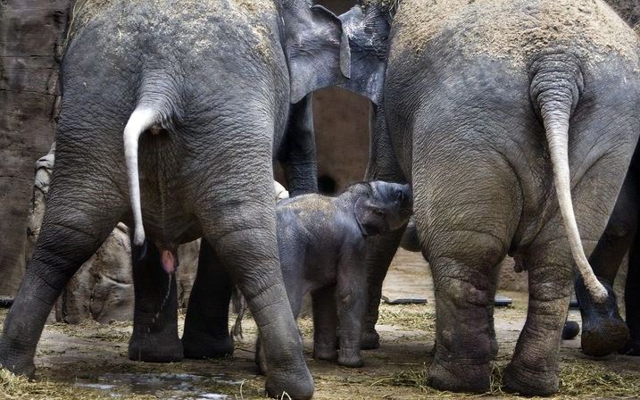 Kenia maakt zich zorgen over de stroperij van olifanten. Het betreffen ‘slechts’ vijf olifanten in de afgelopen zes weken, maar deze „sterke toename” in olifantenstroperij is voor Keniaanse autoriteiten en natuurliefhebbers voldoende om alarm te slaan. Fo