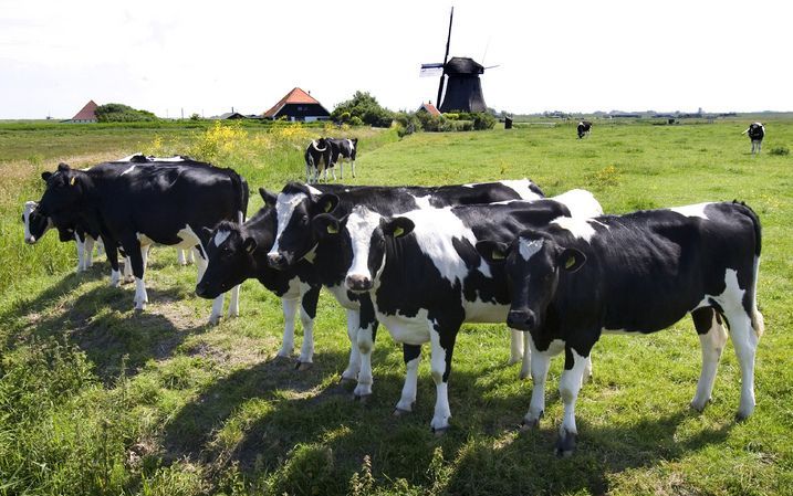 Koeien staan meestal haaks op de evenaar. Foto ANP