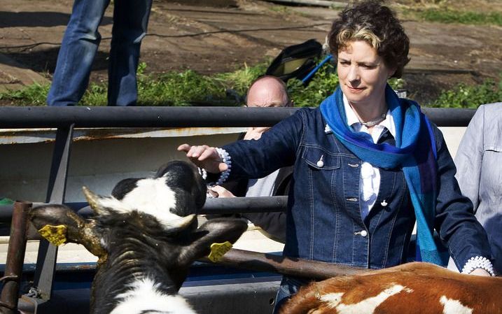 WARMOND - Minister Verburg (Landbouw, Natuur en Voedselkwaliteit) brengt zaterdag in Warmond koeien, die afgelopen winterperiode in de stal verbleven, per schuit naar de polder. Foto ANP