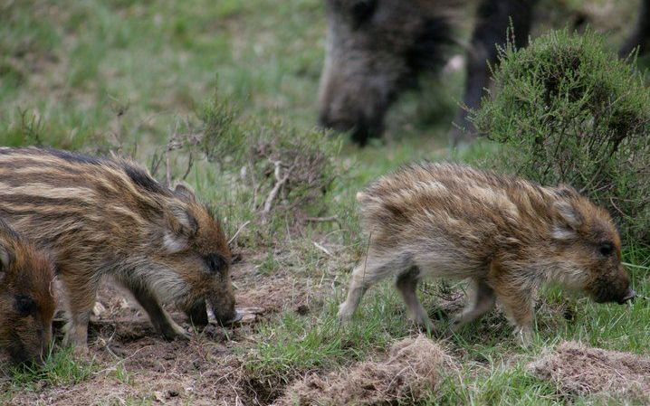 DE STEEG – Boswachters en jachtopzieners in Gelderland zijn maandag begonnen met het tellen van de wilde zwijnen op de Veluwe. Foto ANP