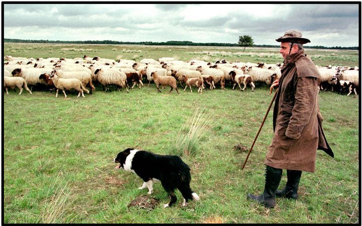 „De visionaire kant van leiderschap is het richting geven door de leider, zoals een herder een kudde weidt naar een beter gebied. Wanneer de herder zich laat afleiden en de kudde niet weidt, heeft dat grote gevolgen. Helaas is dat meer dan eens zichtbaar 