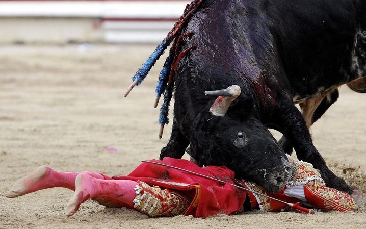 MADRID – Tientallen Spaanse steden hebben hun stierengevechtenfestival dit jaar moeten afgelasten. Zij moeten als gevolg van de economische recessie, die Spanje zeer hard heeft getroffen, bezuinigen. Foto EPA