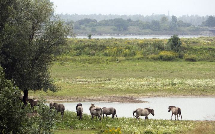 Paarden bij Fort Pannerden. Foto ANP