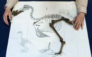 De botten van een dodo die eerder in Mauritius zijn ontdekt, in museum Naturalis in Leiden. Foto ANP