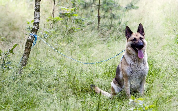 Hond dood na meesleepactie door fietser. Foto ANP