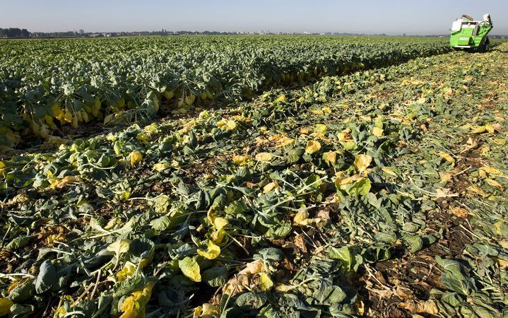 Er komt een verbod op het gebruik van schadelijke pesticiden. Europarlementariër Buitenweg van GroenLinks toonde zich dinsdag ingenomen dat er een einde komt aan „kankerverwekkend landbouwgif en bestrijdingsmiddelen die het DNA kunnen verstoren of het imm