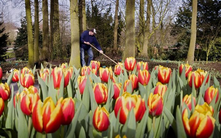 De rechtszaak tegen drie verdachten van een grote fraude met tulpenbollen is donderdag gestrand. Het Openbaar Ministerie (OM) mag de drie niet verder vervolgen, omdat het vertrouwelijke communicatie tussen de verdachten en hun advocaten heeft bewaard. Fot