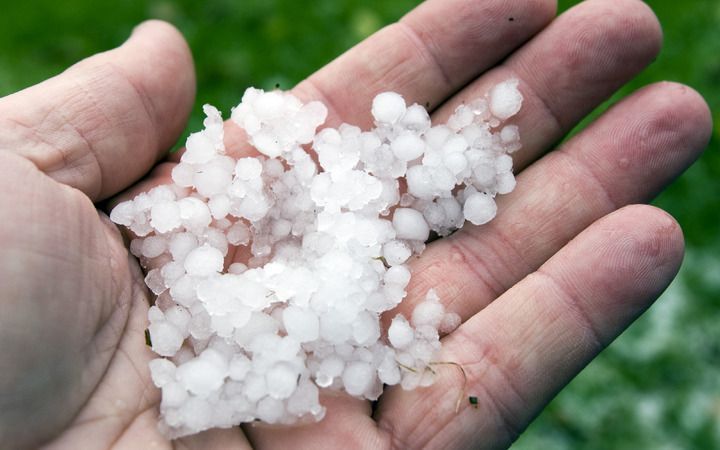 OPHEUSDEN – Bij boomkwekers in Opheusden en omgeving staat 22 juni 2008 in het geheugen gegrift. Hagelstenen suisden die dag –zondag precies een jaar geleden– naar beneden en richtten een ravage aan in de kwekerijen. Foto: ANP