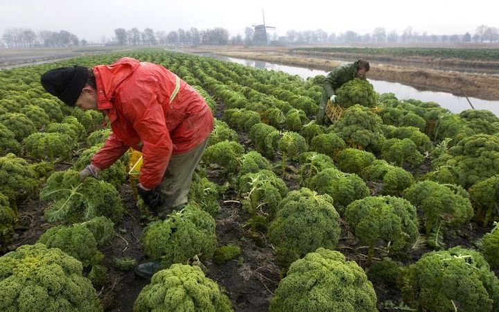 Meer subsidie voor jonge boeren. Foto ANP