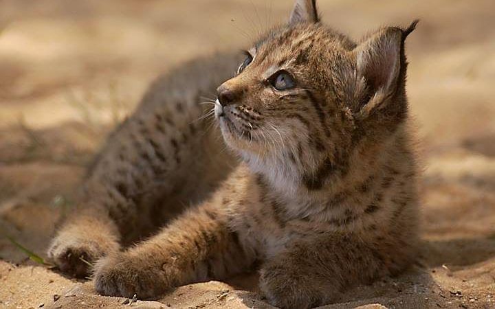 beeld Programa de Conservación Ex Situ del Lince ibérico