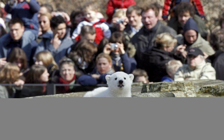 Knut heeft de dierentuin in Berlijn 5 miljoen euro opgeleverd. Foto EPA