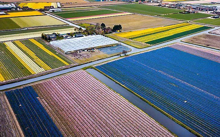 Nederland is koploper in de ontwikkeling van de landbouw. Foto: bloembollenvelden in de buurt van Lisse. beeld ANP, Rob Engelaar