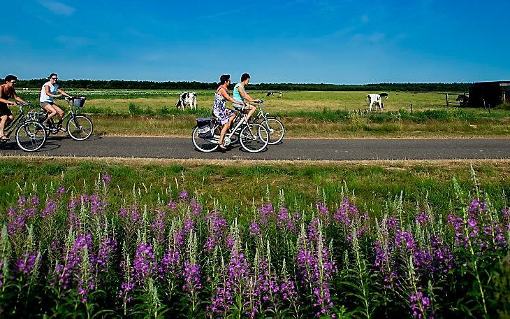 Fiets4Daagse 2013. Beeld ANP