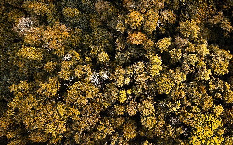 Verkleurde bossen tijdens de herfst gezien vanuit de lucht. beeld ANP