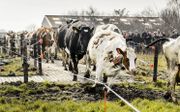 „We willen dat de familiegezinsbedrijven in de Nederlandse landbouw overeind blijven. Zij zijn de ruggengraat van het exportsucces en ons platteland.” beeld ANP, Remko de Waal