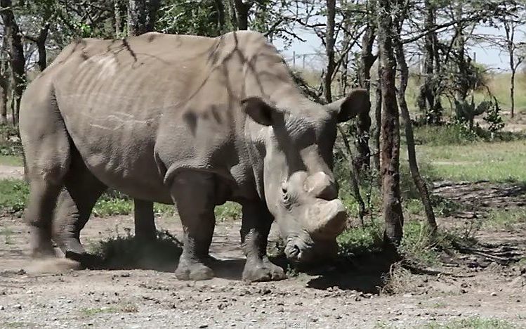 Witte neushoorn in het Ol Pejeta reservaat in Kenia. beeld YouTube.