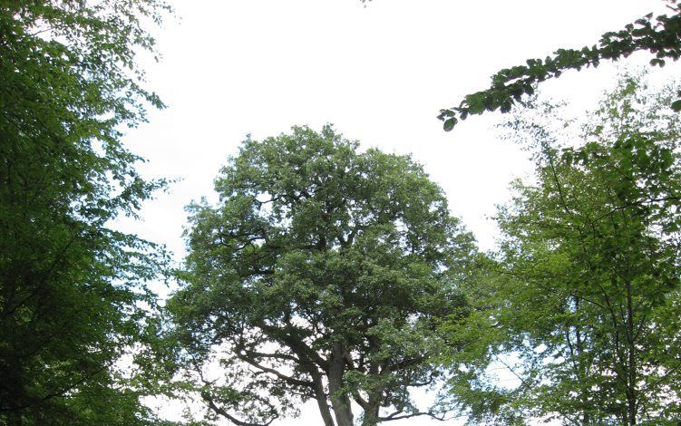 De zogeheten Koningseik is een beroemde boom in het Kammerwald, vlak over de Duitse grens bij Vianden. Foto RD