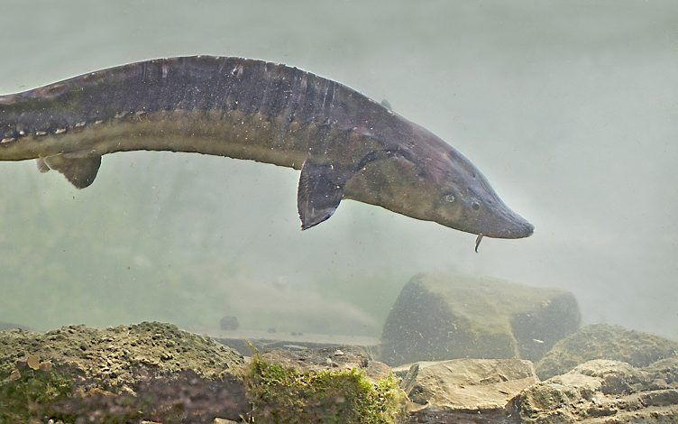 De Atlantische steur gedijt goed in Nederland. Foto Jelger Herder