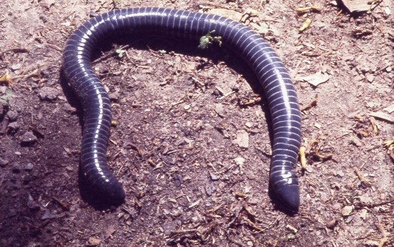 Geringde wormsalamander. beeld Andreas Schlüter